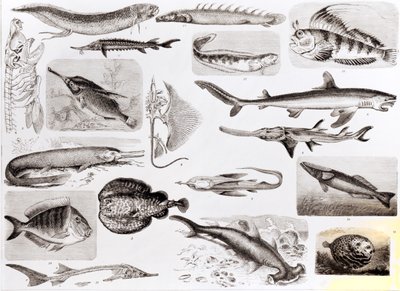 Ichthyologie - Elasmobranch, Ganoid und Knochenfische von English School